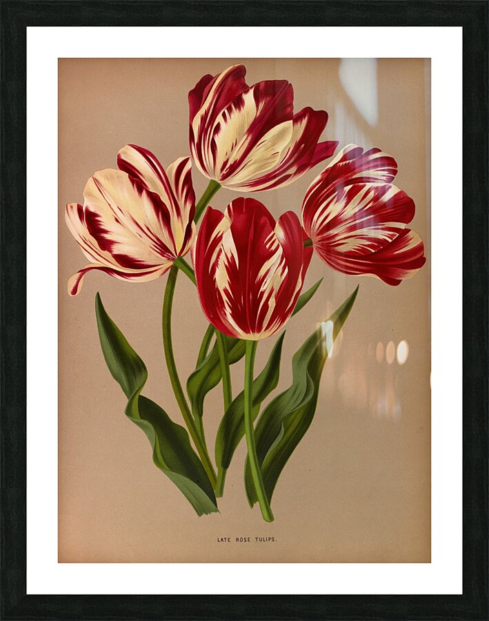 Album van Eeden : Haarlems flora : 1872-1881 Impression et Cadre photo