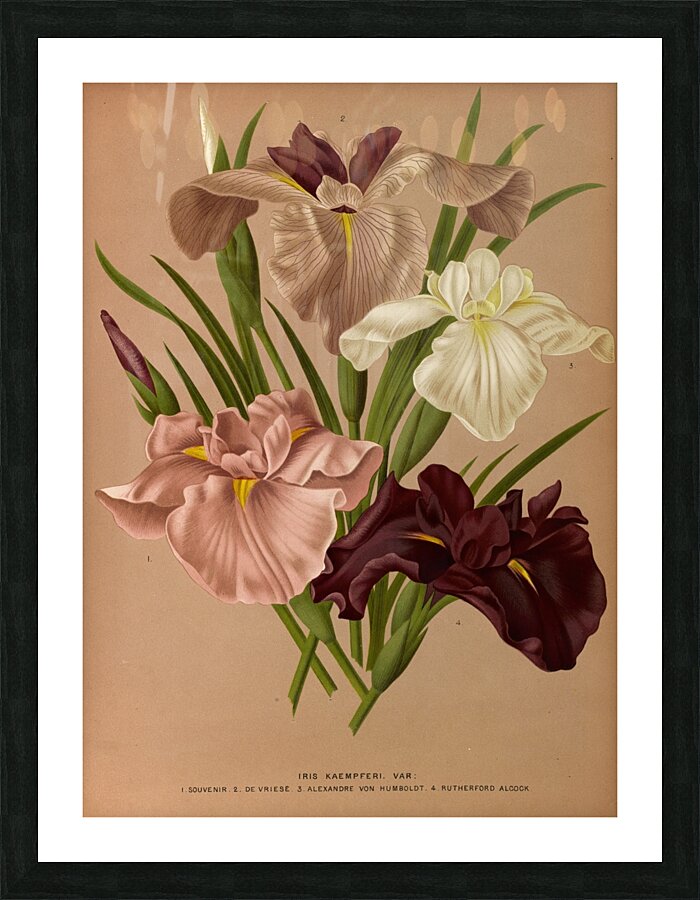 Album van Eeden : Haarlems flora : 1872-1881 Picture Frame print