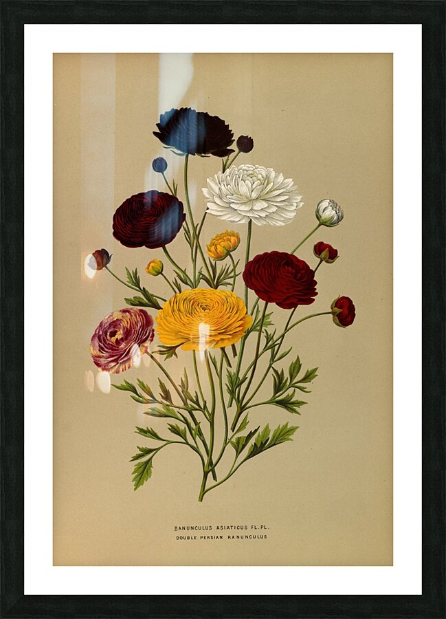 Album van Eeden : Haarlems flora : 1872-1881 Picture Frame print