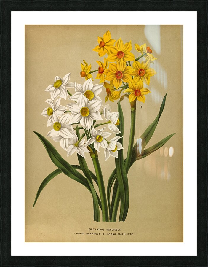 Album van Eeden : Haarlems flora : 1872-1881 Picture Frame print