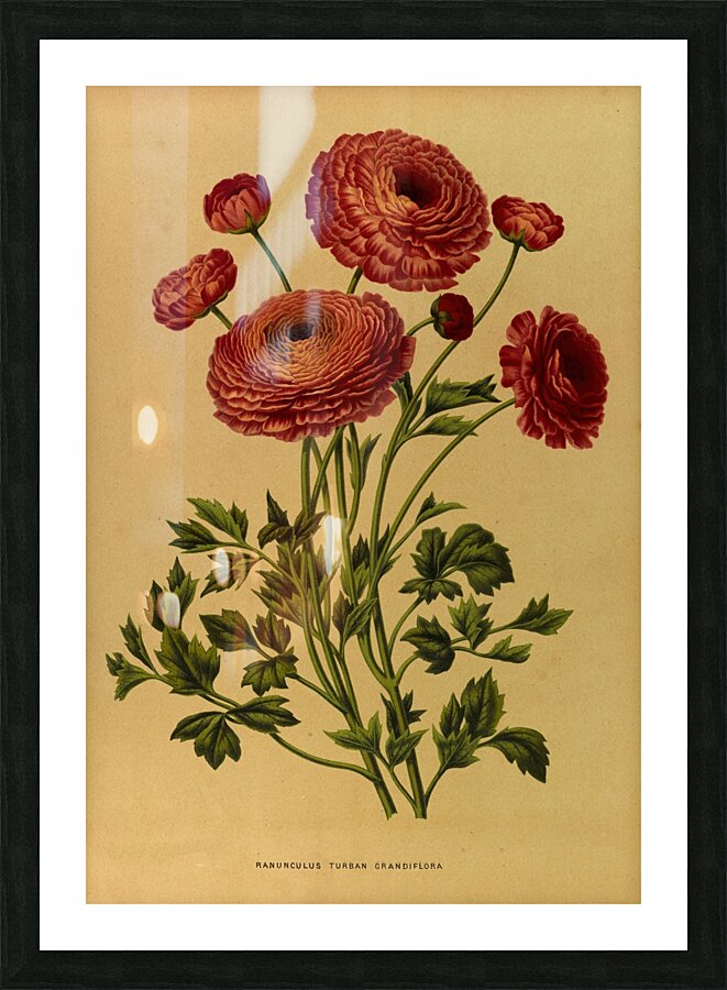 Album van Eeden : Haarlems flora : 1872-1881 Picture Frame print