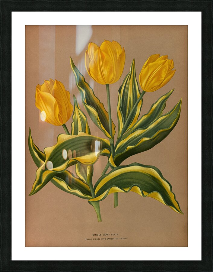 Album van Eeden : Haarlems flora : 1872-1881 Picture Frame print