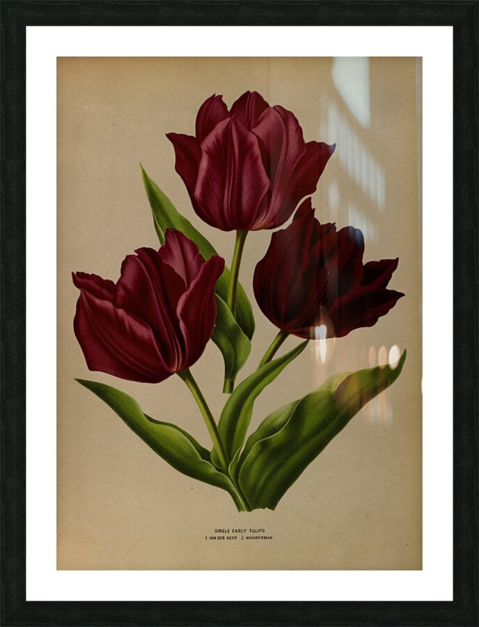 Album van Eeden : Haarlems flora : 1872-1881 Picture Frame print