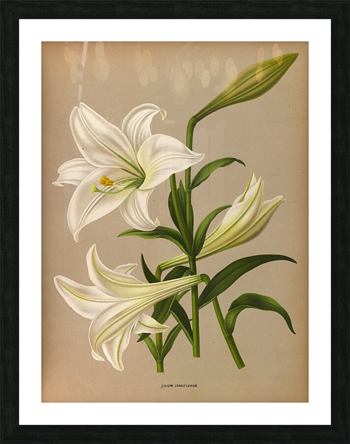 Album van Eeden : Haarlems flora : 1872-1881 Picture Frame print