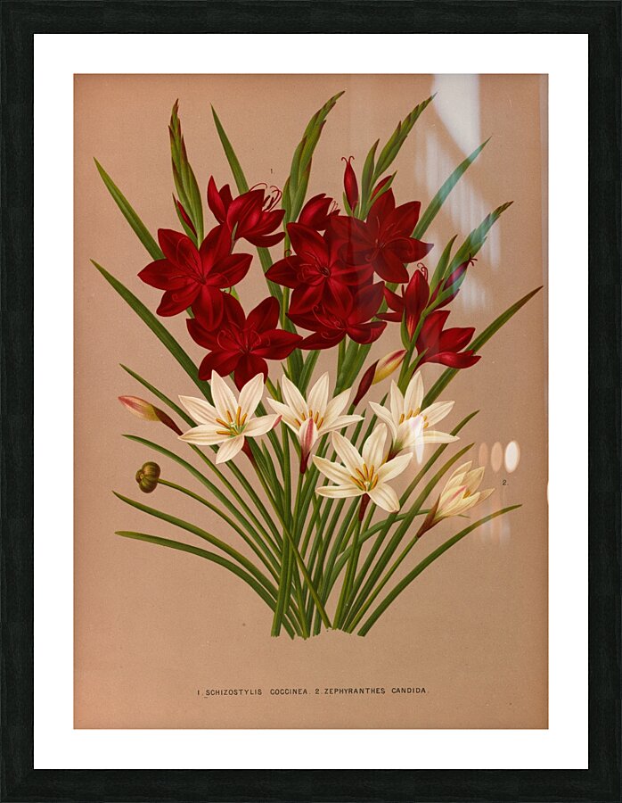 Album van Eeden : Haarlems flora : 1872-1881 Picture Frame print