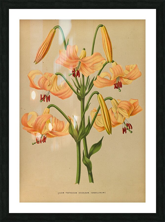 Album van Eeden : Haarlems flora : 1872-1881 Picture Frame print