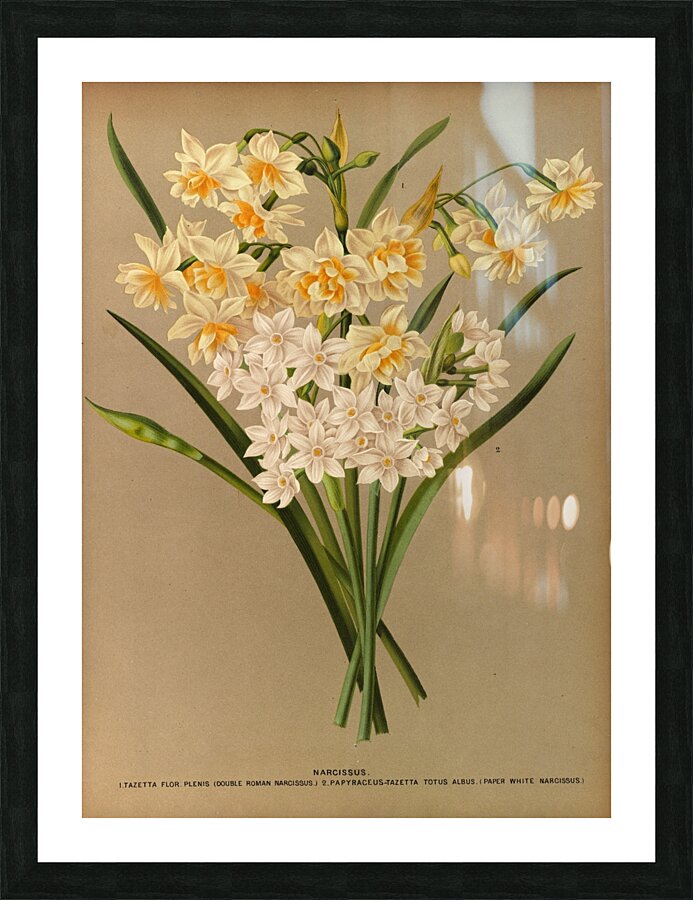 Album van Eeden : Haarlems flora : 1872-1881 Picture Frame print