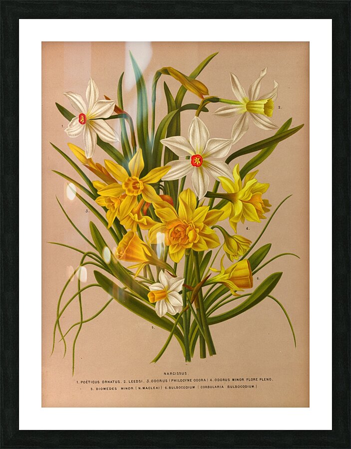 Album van Eeden : Haarlems flora : 1872-1881 Picture Frame print