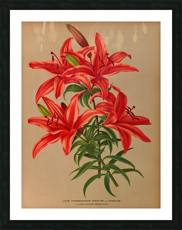 Album van Eeden : Haarlems flora : 1872-1881 Picture Frame print