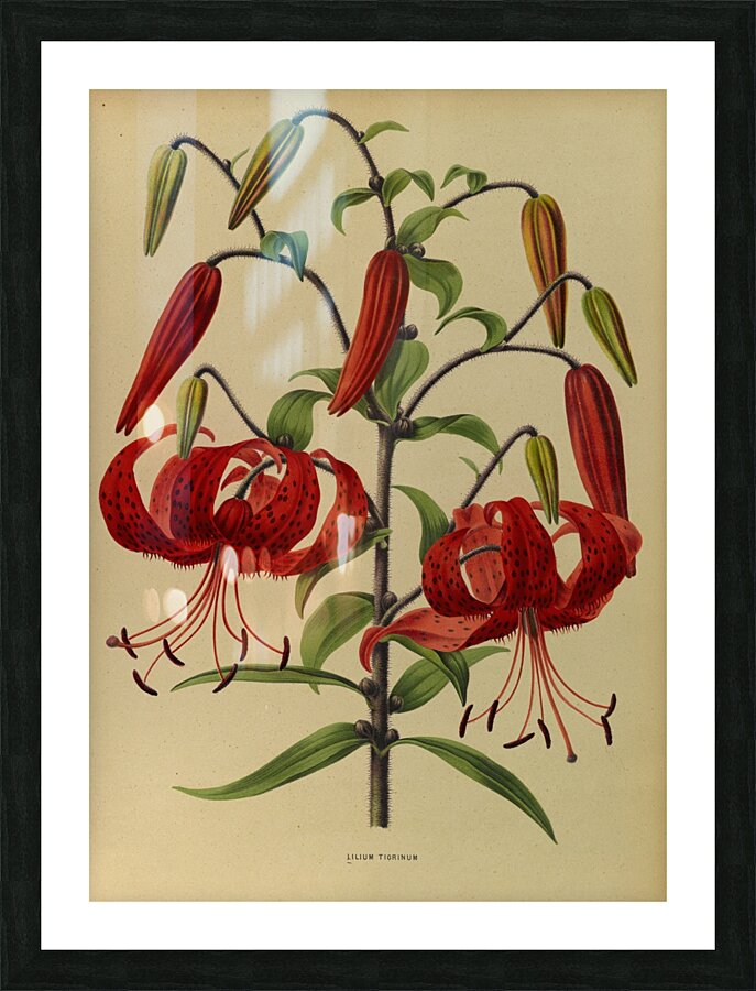 Album van Eeden : Haarlems flora : 1872-1881 Picture Frame print