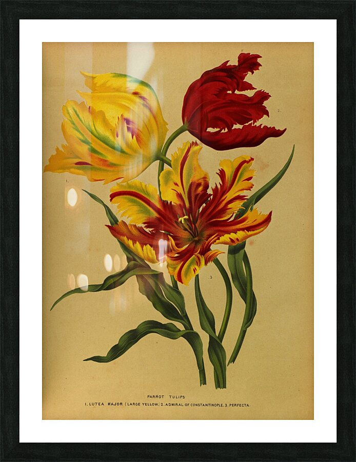 Album van Eeden : Haarlems flora : 1872-1881 Picture Frame print