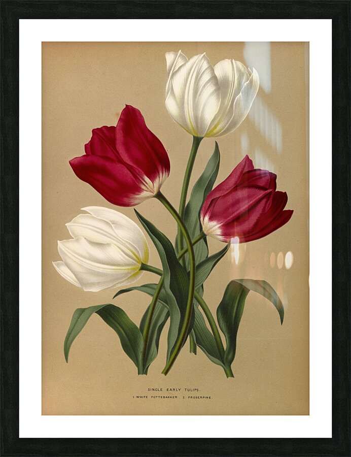 Album van Eeden : Haarlems flora : 1872-1881 Picture Frame print