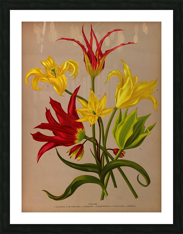 Album van Eeden : Haarlems flora : 1872-1881 Impression et Cadre photo