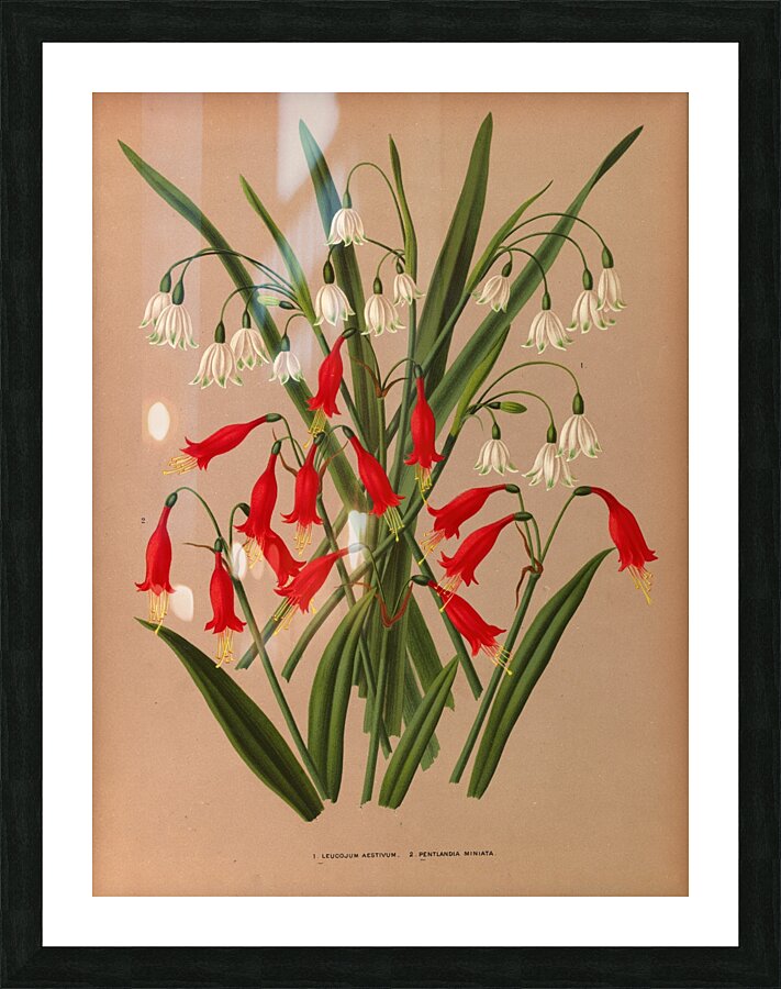 Album van Eeden : Haarlems flora : 1872-1881 Picture Frame print