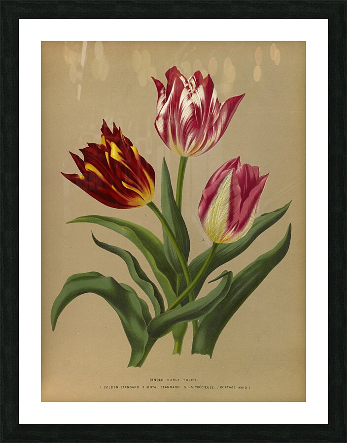 Album van Eeden : Haarlems flora : 1872-1881 Picture Frame print