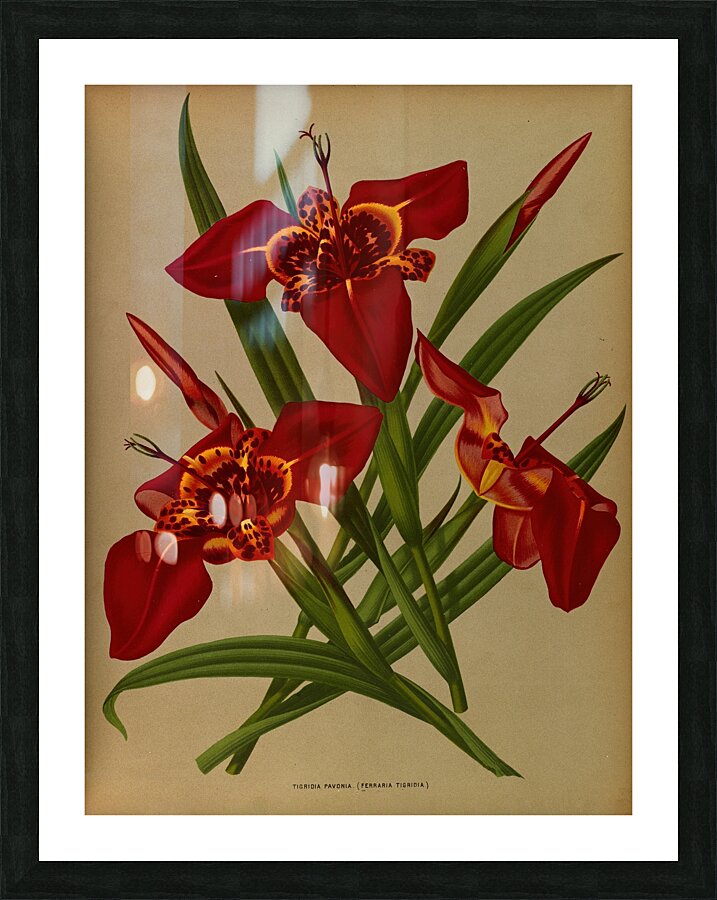 Album van Eeden : Haarlems flora : 1872-1881 Picture Frame print