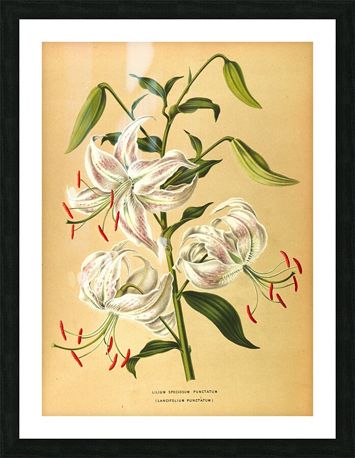 Album van Eeden : Haarlems flora : 1872-1881 Picture Frame print