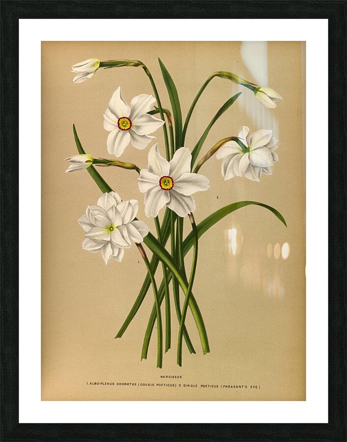 Album van Eeden : Haarlems flora : 1872-1881 Picture Frame print