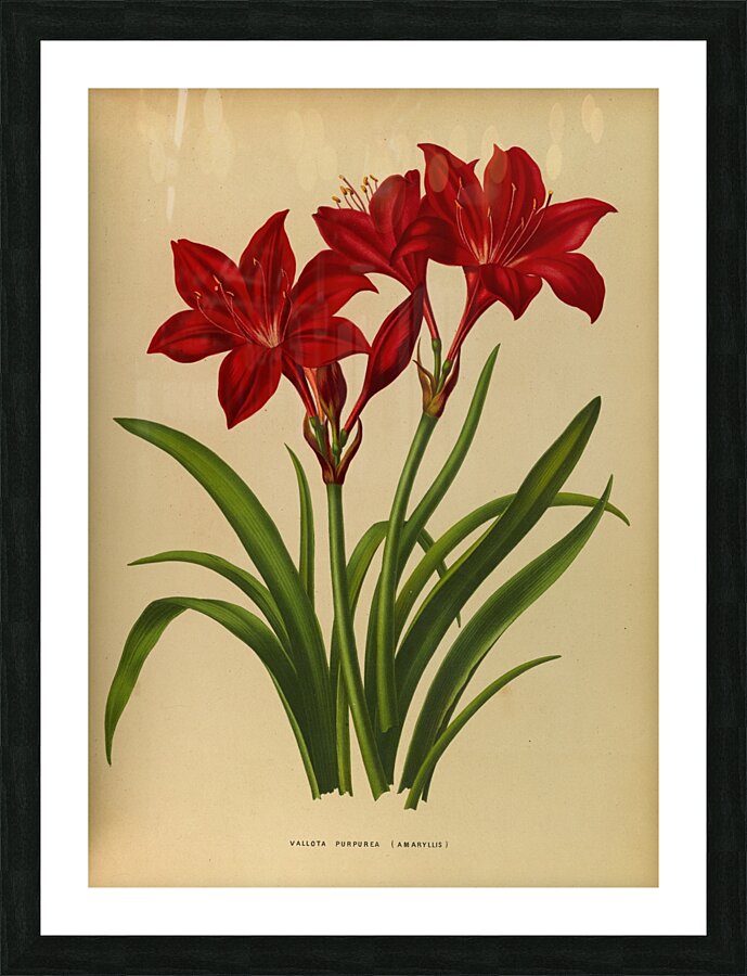 Album van Eeden : Haarlems flora : 1872-1881 Picture Frame print