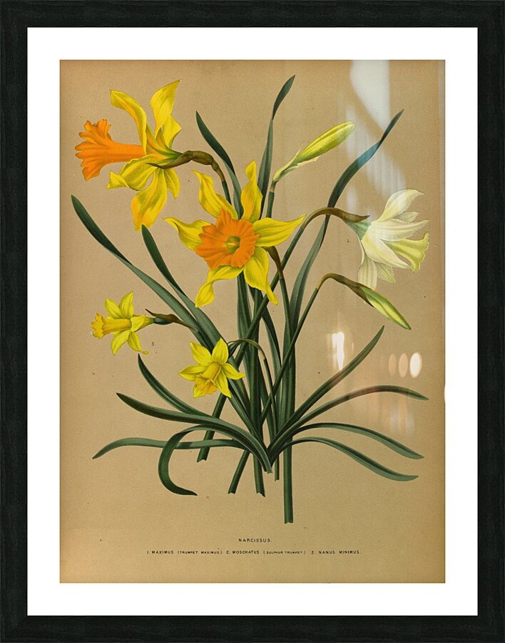 Album van Eeden : Haarlems flora : 1872-1881 Picture Frame print