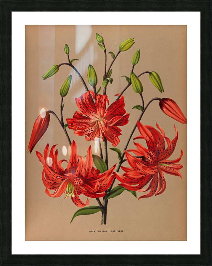 Album van Eeden : Haarlems flora : 1872-1881 Picture Frame print