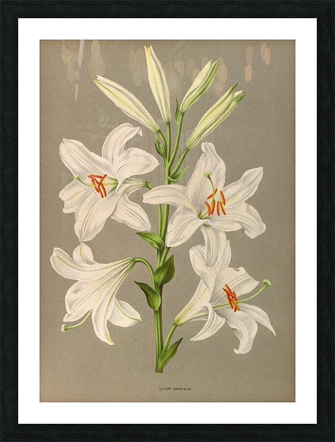 Album van Eeden : Haarlems flora : 1872-1881 Impression et Cadre photo