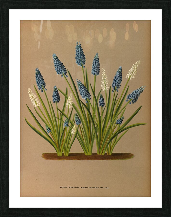 Album van Eeden : Haarlems flora : 1872-1881 Picture Frame print