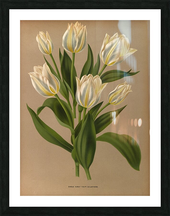 Album van Eeden : Haarlems flora : 1872-1881 Picture Frame print