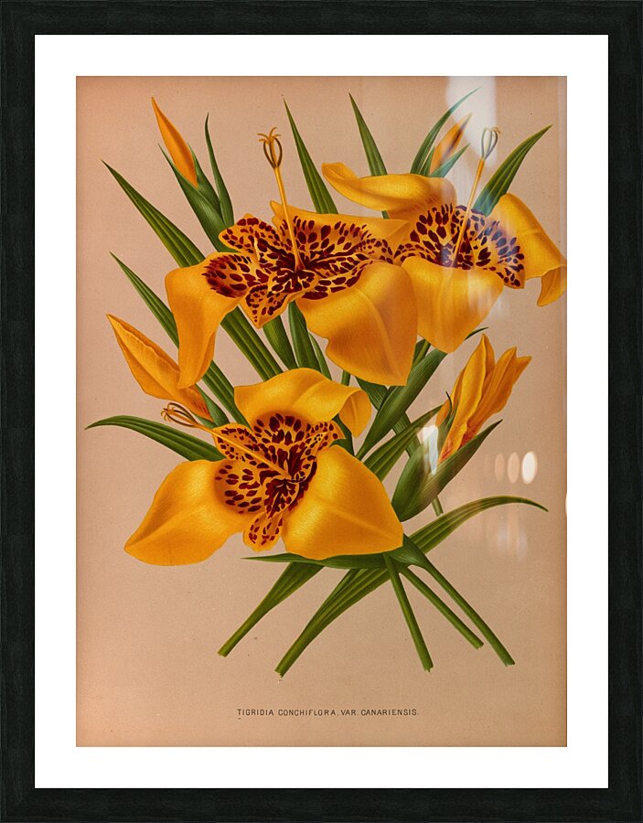 Album van Eeden : Haarlems flora : 1872-1881 Picture Frame print