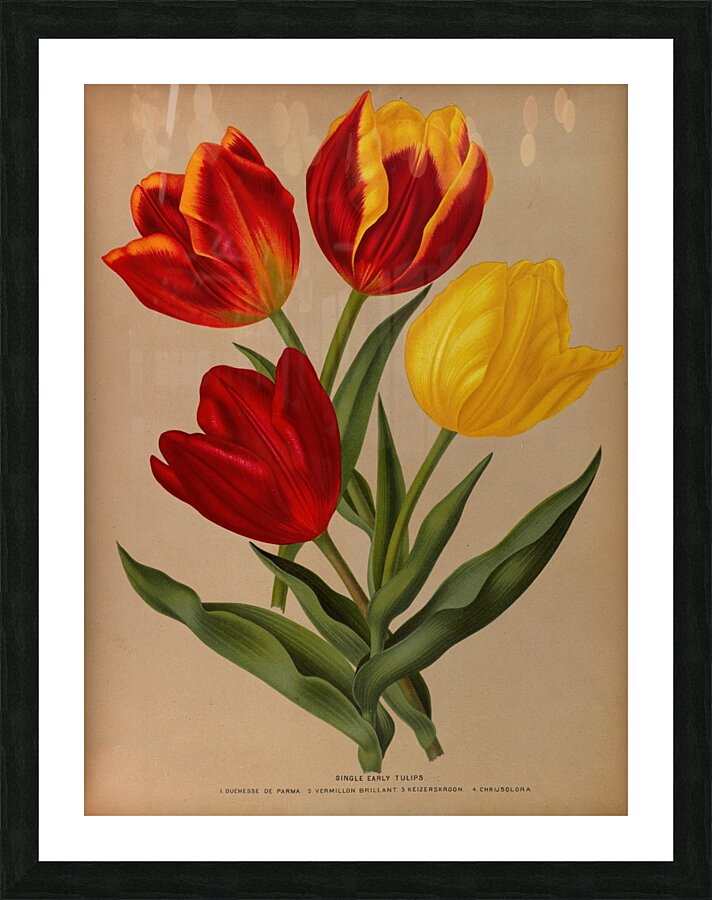 Album van Eeden : Haarlems flora : 1872-1881 Picture Frame print