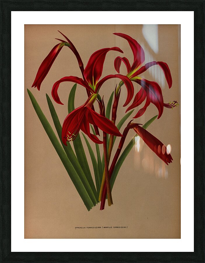 Album van Eeden : Haarlems flora : 1872-1881 Picture Frame print