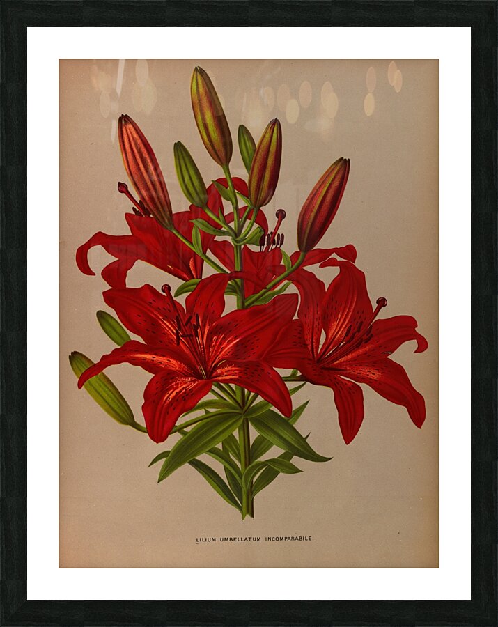 Album van Eeden : Haarlems flora : 1872-1881 Picture Frame print