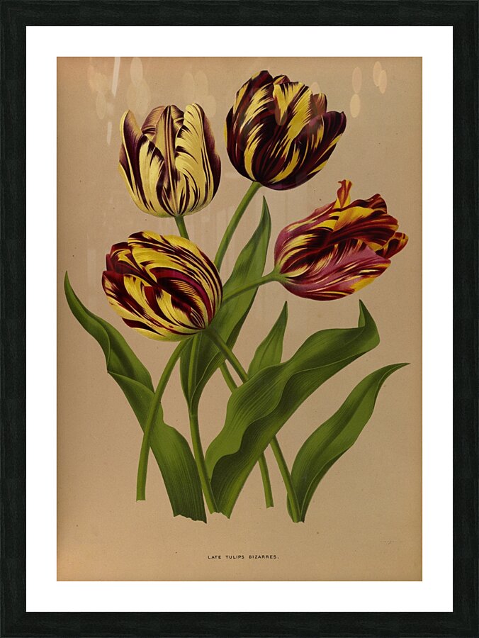 Album van Eeden : Haarlems flora : 1872-1881 Picture Frame print