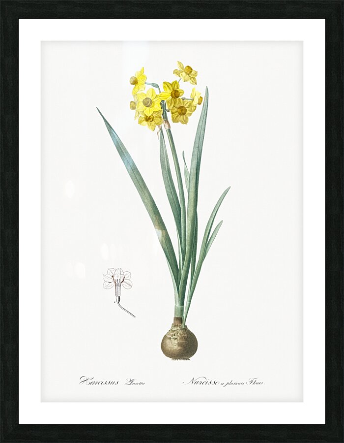 Daffodil illustration  Picture Frame print