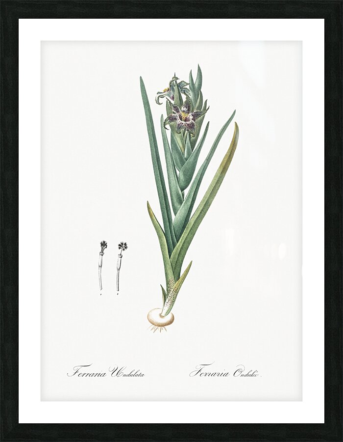 Ferraria illustration  Picture Frame print