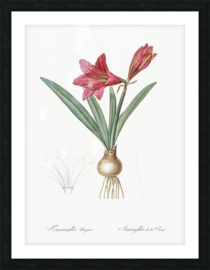 Hippeastrum illustration  Picture Frame print