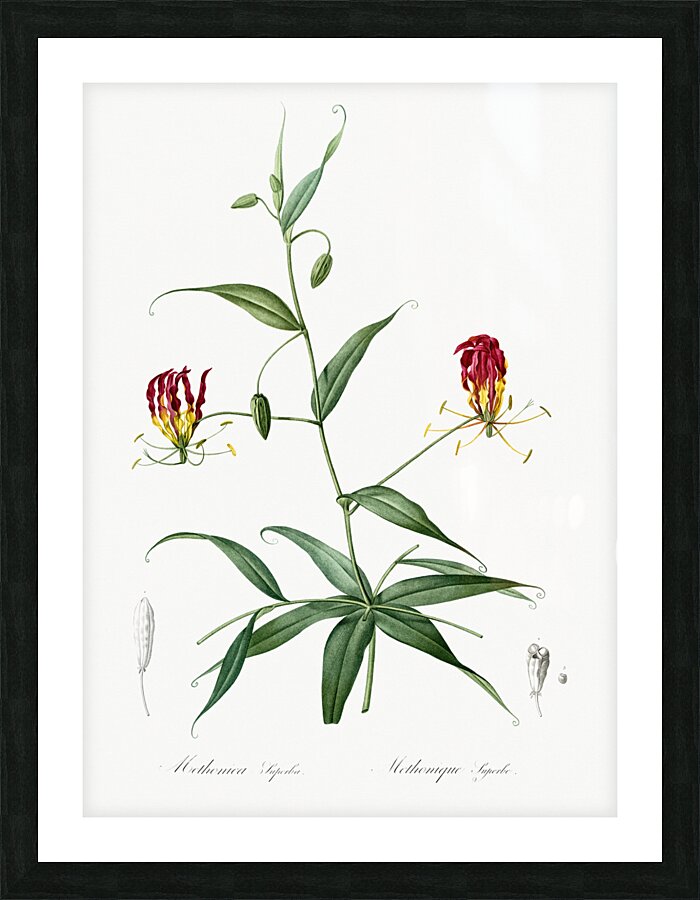 Flame lily illustration  Picture Frame print