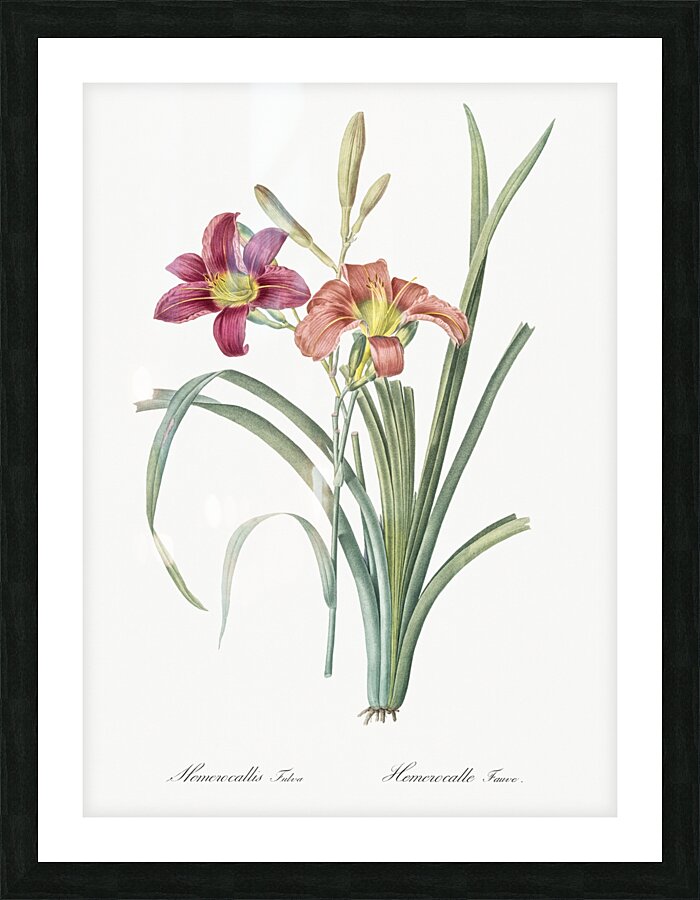 Orange day lily illustration  Picture Frame print