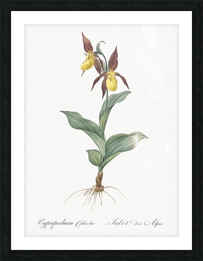 Lady slipper orchid illustration  Picture Frame print