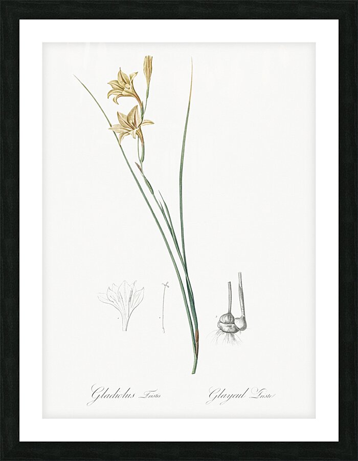 Lady slipper orchid illustration  Picture Frame print