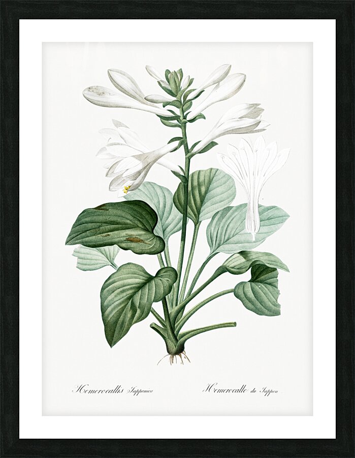 Daylily illustration  Picture Frame print