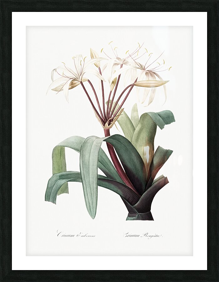 Crinum erubescens illustration  Picture Frame print