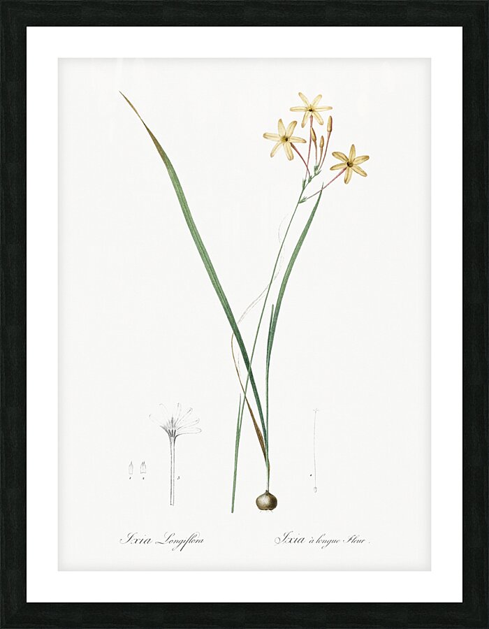 Ixia longiflora illustration  Picture Frame print