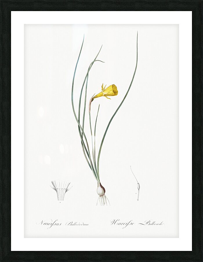Daffodil illustration  Picture Frame print