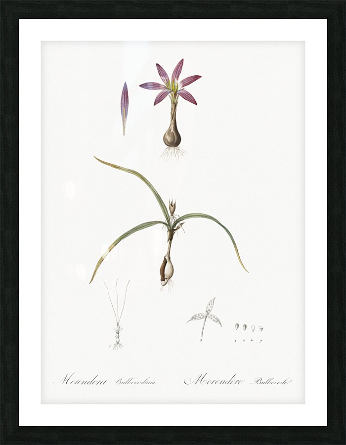 Spring meadow saffron illustration  Picture Frame print