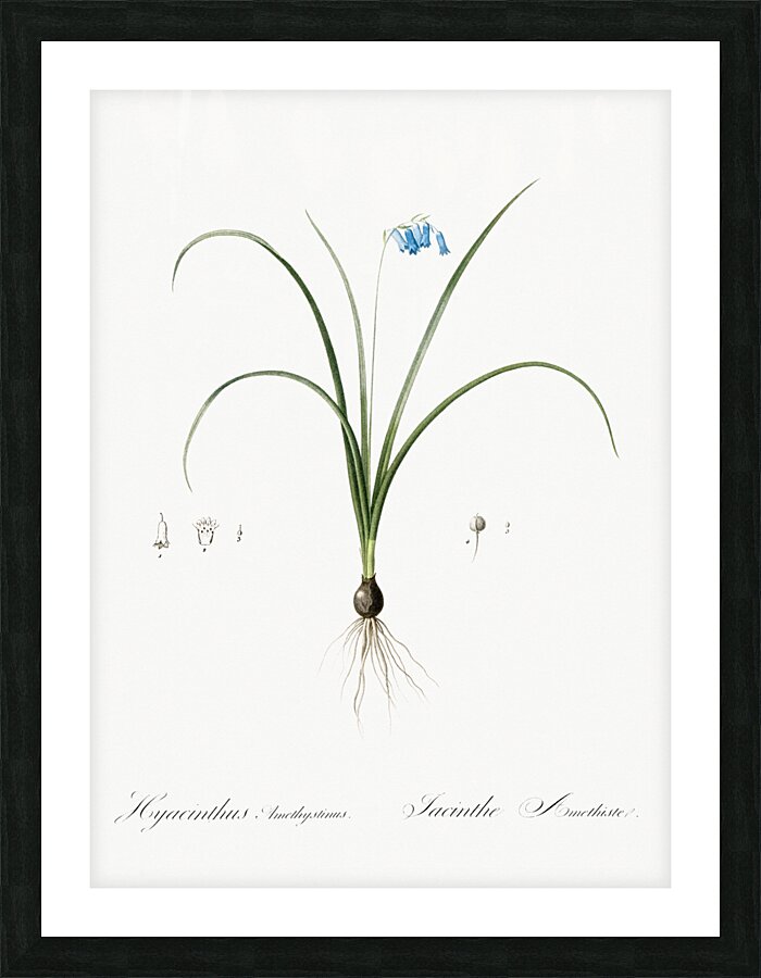 Brimeura illustration  Picture Frame print