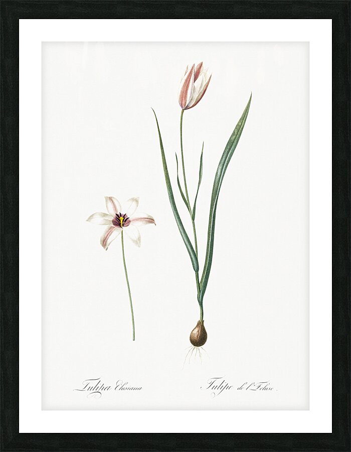 Lady tulip illustration  Picture Frame print