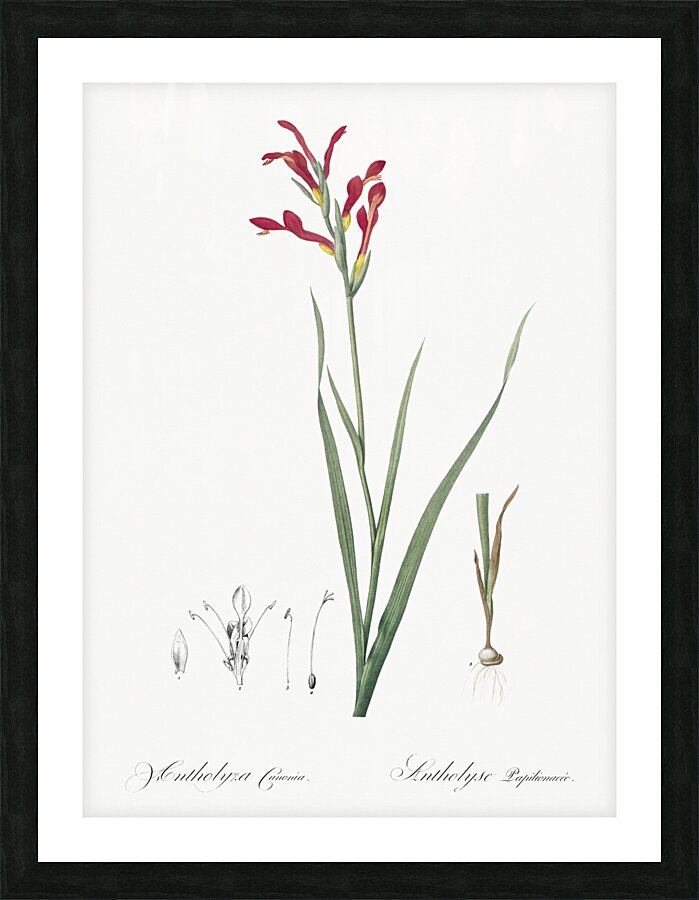 Gladiolus cunonius illustration  Picture Frame print