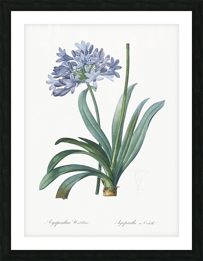 Lily of the Nile illustration  Picture Frame print