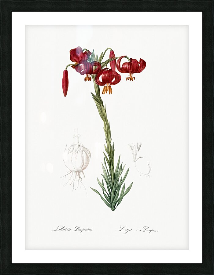 Lily illustration  Picture Frame print